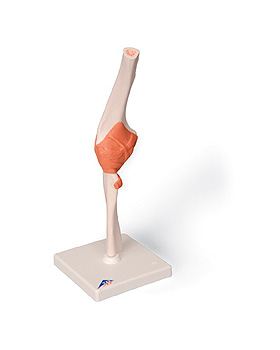 Ellenbogengelenk-Funktionsmodell, 3B Scientific, medishop.de