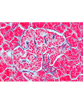 Endokrines System, 6 Stck, 3B Scientific, medishop.de