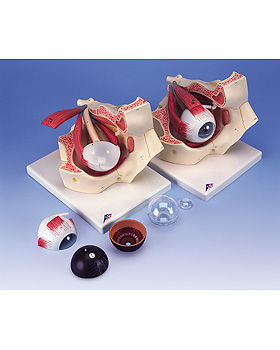 Klassisches Auge in Augenhhle, 7-teilig, 3B Scientific, medishop.de