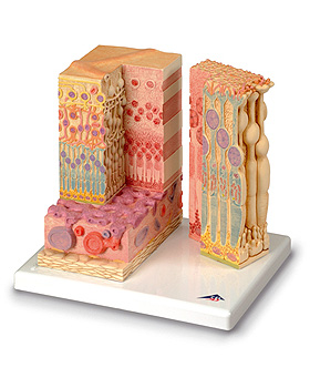 3B MICROanatomy Auge, 3B Scientific, medishop.de