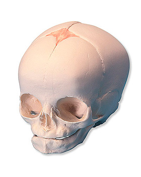 Fetus-Schdel, 3B Scientific, medishop.de