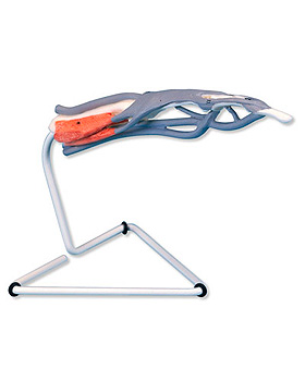 Finger-Struktur-Modell, 3B Scientific, medishop.de