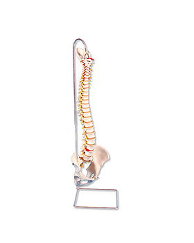 Flexible Wirbelsäule für starke Beanspruchung, ohne Stativ, 3B Scientific, medishop.de