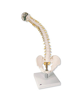 Flexible Wirbelsule mit weichen Bandscheiben, 3B Scientific, medishop.de