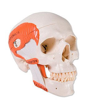 Funktions-Schdel mit Kaumuskulatur, 2-teilig, 3B Scientific, medishop.de