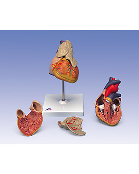 Klassik-Herz mit Thymus, 3-teilig, 3B Scientific, medishop.de
