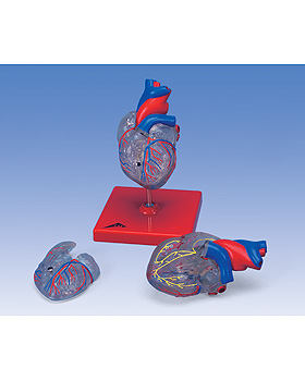 Klassisches Herz mit Reizleitungssystem, 2 teilig, 3B Scientific, medishop.de