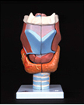 Delux-Kehlkopf, 2-fache Gre, 7-teilig, 3B Scientific, medishop.de