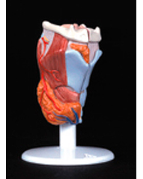 Budget-Kehlkopf, 2-teilig, 3B Scientific, medishop.de