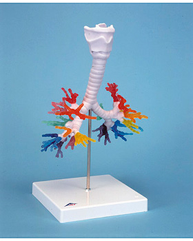 CT-Bronchialbaum mit Kehlkopf, 3B Scientific, medishop.de