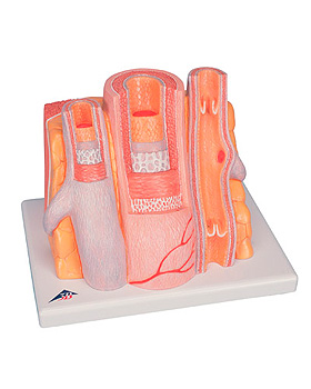 Arterie und Vene, 3B Scientific, medishop.de