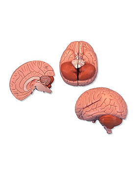 Einsteiger-Gehirn, 2-teilig, 3B Scientific, medishop.de