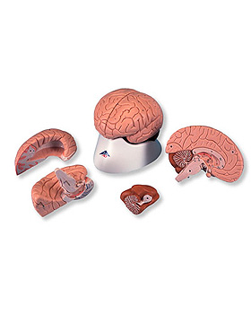 Klassisches Gehirn, 4-teilig, 3B Scientific, medishop.de