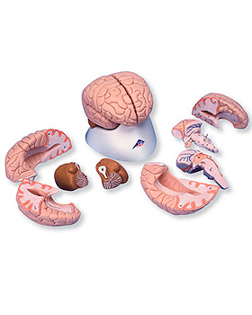 Luxus Gehirn, 8-teilig, 3B Scientific, medishop.de