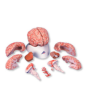 Luxus-Gehirn mit Arterien, 9-teilig, 3B Scientific, medishop.de