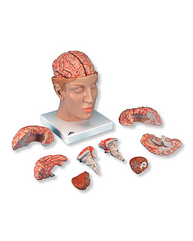 Luxus-Gehirn mit Arterien auf Kopfbasis, 10-teilig, 3B Scientific, medishop.de