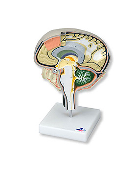 Gehirnschnitt, 3B Scientific, medishop.de