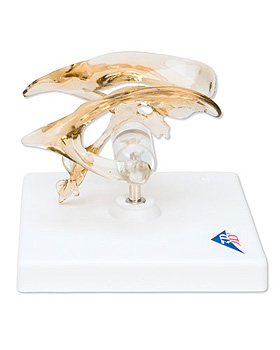 Gehirnventrikel, 3B Scientific, medishop.de