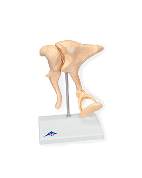 Gehrknchelchen, 20-fache Vergrerung BONElike, 3B Scientific, medishop.de