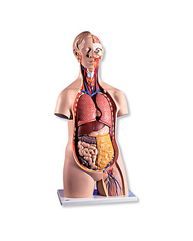 Geschlechtsloser klassischer Torso, 3B Scientific, medishop.de