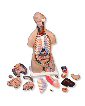 Geschlechtsloser Luxus-Torso, 16-teilig, 3B Scientific, medishop.de