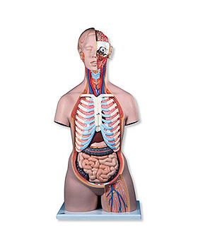 Geschlechtsloser Luxus-Torso mit geöffnetem Rücken, 21-teilig, 3B Scientific, medishop.de