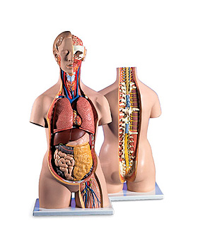 Klassischer Torso mit geffnetem Rcken, 18-teilig, 3B Scientific, medishop.de