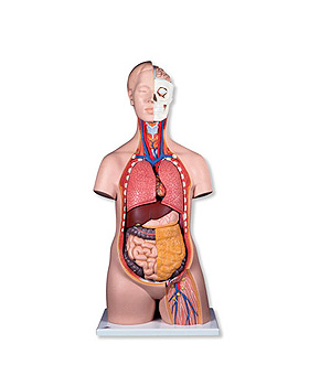 Geschlechtsloser Standard-Torso, 12-teilig, 3B Scientific, medishop.de