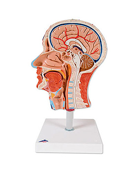 Halber Kopf mit Muskulatur, 3B Scientific, medishop.de