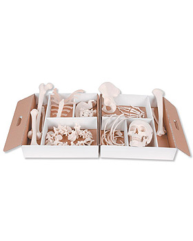 Unmontiertes halbes Skelett, Hand & Fu auf Draht, 3B Scientific, medishop.de