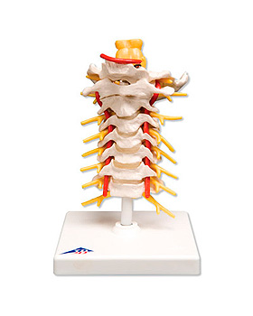 Halswirbelsäule, 3B Scientific, medishop.de