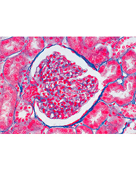 Harnsystem, 10 Stck, 3B Scientific, medishop.de