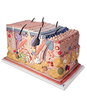 Haut, Blockmodell, 70-fache Gre, 3B Scientific, medishop.de