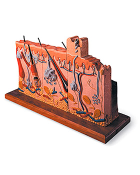 Hautmodell mit Verbrennungsstadien, 75-fache Gre, 3B Scientific, medishop.de