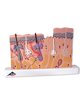 Hautschnitt, 40-fache Gre, 3B Scientific, medishop.de