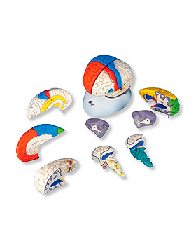 Hirnfunktionen-Modell, 8-teilig, 3B Scientific, medishop.de