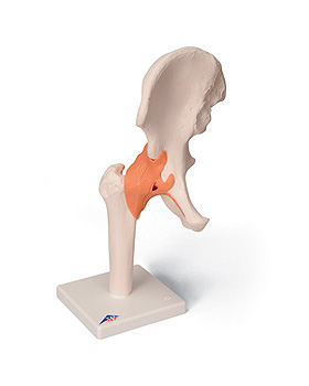 Hftgelenk-Funktionsmodell, 3B Scientific, medishop.de