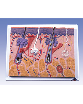 Hautschnitt, 70-fache Gre, 3B Scientific, medishop.de