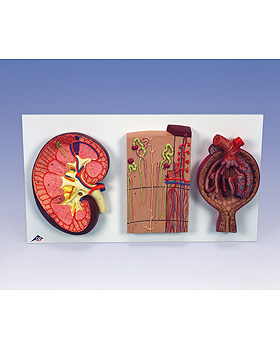 Nierenschnitt, Nephron, Blutgefe und Nierenkrperchen, 3B Scientific, medishop.de