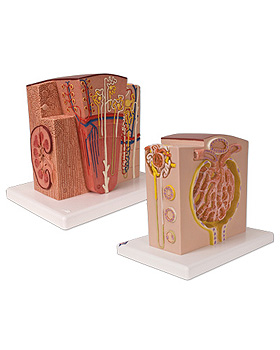 3B MICROanatomy Niere, 3B Scientific, medishop.de