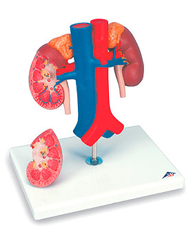 Nieren mit Gefen, 2-teilig, 3B Scientific, medishop.de