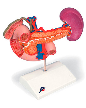 Hintere Oberbauchorgane, 3B Scientific, medishop.de