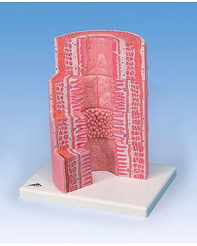 3B MICROanatomy Verdauungstrakt, 3B Scientific, medishop.de