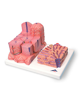 3B MICROanatomy Leber, 3B Scientific, medishop.de