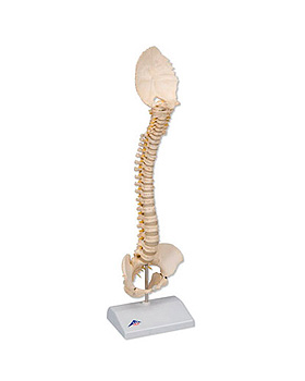 Kindliche Wirbelsule in 3B BONElike Qualitt, 3B Scientific, medishop.de