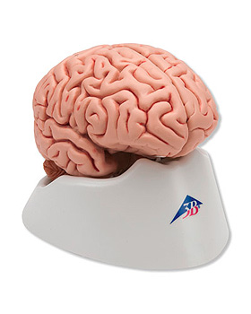 Klassik-Gehirn, 5-teilig, 3B Scientific, medishop.de