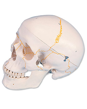 Klassik-Schdel mit Numerierung, 3-teilig, 3B Scientific, medishop.de