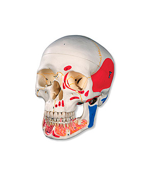 Klassik-Schdel mit erffnetem Unterkiefer, bemalt, 3-teilig, 3B Scientific, medishop.de