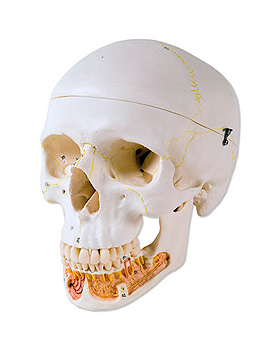 Klassik-Schdel mit erffnetem Unterkiefer, 3-teilig, 3B Scientific, medishop.de