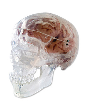 Klassik-Schdel, transparent, 3-teilig, 3B Scientific, medishop.de